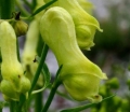 sklep ogrodniczy - TOJAD ŻÓŁTY LISI (ACONITUM VULPARIA) C2 *K6-O