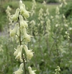 rośliny ozdobne - TOJAD ŻÓŁTY LISI (ACONITUM VULPARIA) C2 *K6-O