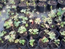 rośliny ozdobne - TOJAD ŻÓŁTY LISI (ACONITUM VULPARIA) C2 *K6-O