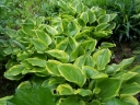 rośliny ogrodowe - Hosta karłowa GOLDEN TIARA Funkia /P9 *K7