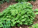 rośliny ogrodowe - Hosta karłowa GOLDEN TIARA Funkia /P9 *K7