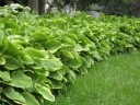 sadzonki - Hosta karłowa GOLDEN TIARA Funkia /P9 *K7