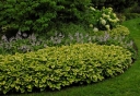 sadzonki - Hosta karłowa GOLDEN TIARA Funkia /P9 *K7