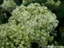rośliny ogrodowe -  Hortensja drzewiasta Hayes Starburst (Hydrangea arborescens) C3 *T48
