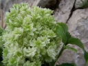 sklep ogrodniczy - Hortensja drzewiasta Hayes Starburst (Hydrangea arborescens) C3 *T48