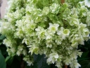 sadzonki - Hortensja drzewiasta Hayes Starburst (Hydrangea arborescens) C3 *T48