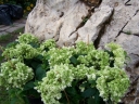 rośliny ogrodowe - Hortensja drzewiasta Hayes Starburst (Hydrangea arborescens) C3 *T48