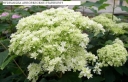 rośliny ogrodowe - Hortensja drzewiasta Hayes Starburst (Hydrangea arborescens) C3 *T48