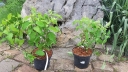 rośliny ozdobne - Hortensja drzewiasta Hayes Starburst (Hydrangea arborescens) C3 *T48