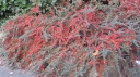 sadzonki - Irga pozioma Cotoneaster horizontalis P11