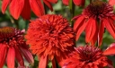 rośliny ogrodowe -  Jeżówka ECCENTRIC Echinacea /C2 *3