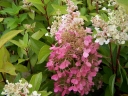 rośliny ozdobne - Hortensja bukietowa CANDLELIGHT® Hydrangea paniculata /C3