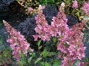 rośliny ogrodowe - Hortensja bukietowa CANDLELIGHT® Hydrangea paniculata /C3