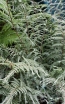 rośliny ozdobne - Wietlica OCEAN'S FURY Athyrium P11