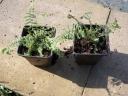 sklep ogrodniczy - Wietlica OCEAN'S FURY Athyrium P11