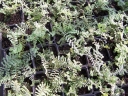 rośliny ozdobne - Wietlica OCEAN'S FURY Athyrium P11