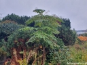 rośliny ozdobne -  Aralia japońska AUREOVARIEGATA syn. Golden Umbrella Aralia elata C7,5/30-40cm *K11