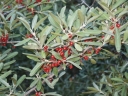 sadzonki - Szeferdia srebrzysta  Shepherdia argentea C2/60cm *K19