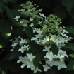 rośliny ozdobne - Hortensja wiechowata MAGICAL STARLIGHT syn. 'Kolmastar' Hydrangea paniculata /C7,5