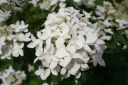 sadzonki - Hortensja wiechowata MAGICAL STARLIGHT syn. 'Kolmastar' Hydrangea paniculata /C7,5