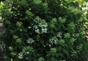 sadzonki - Hortensja wiechowata MAGICAL STARLIGHT syn. 'Kolmastar' Hydrangea paniculata /C7,5