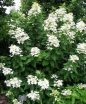 sadzonki - Hortensja wiechowata MAGICAL STARLIGHT syn. 'Kolmastar' Hydrangea paniculata /C7,5