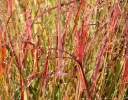 sadzonki - Proso rózgowate REHBRAUN Panicum virgatum /C2*5