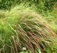 sadzonki - Proso rózgowate REHBRAUN Panicum virgatum /C2*5