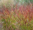 sadzonki - Proso rózgowate REHBRAUN Panicum virgatum /C2*5