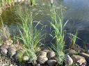 sadzonki - Proso rózgowate REHBRAUN Panicum virgatum /C2*5
