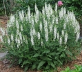 sadzonki -  Szałwia łąkowa SWAN LAKE Salvia pratensis