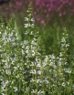 sklep ogrodniczy - Szałwia łąkowa SWAN LAKE Salvia pratensis