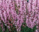 rośliny ozdobne -  Szałwia łąkowa ROSE RHAPSODY Salvia pratensis