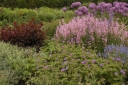 sklep ogrodniczy - Szałwia łąkowa ROSE RHAPSODY Salvia pratensis
