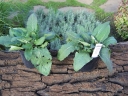 sklep ogrodniczy - Szałwia łąkowa ROSE RHAPSODY Salvia pratensis