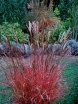 rośliny ozdobne -  Miskant chiński AFRICA Miscanthus sinensis /C2