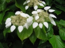 sadzonki -  Przywarka japońska Schizophragma hydrangeoides