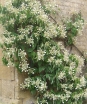 sadzonki - Przywarka japońska Schizophragma hydrangeoides