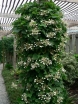 sadzonki - Przywarka japońska Schizophragma hydrangeoides