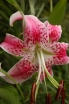 rośliny ozdobne - OKAZJA Lilie olbrzymie pachnące 4 szt. ZESTAW