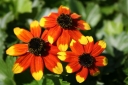 rośliny ozdobne - Rudbekia trójklapowa PRAIRIE GLOW Rudbeckia triloba