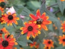 rośliny ozdobne - Rudbekia trójklapowa PRAIRIE GLOW Rudbeckia triloba