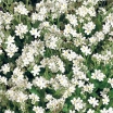 sklep ogrodniczy - Niezapominajka alpejska BIAŁA /P9 Niezabudka, Żabie oczka Myosotis alpestris
