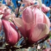rośliny ozdobne - Magnolia Pinkie