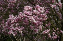 sadzonki - Magnolia Pinkie