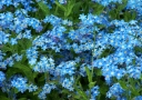 rośliny ogrodowe - Niezapominajka alpejska NIEBIESKA Niezabudka, Żabie oczka Myosotis alpestris P9