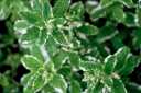 rośliny ozdobne -  Mięta okrągłolistna VARIEGATA Mentha suaveolens C1