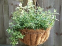 sklep ogrodniczy - Mięta okrągłolistna VARIEGATA Mentha suaveolens C1