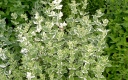 rośliny ogrodowe - Mięta okrągłolistna VARIEGATA Mentha suaveolens C1