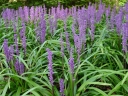 sklep ogrodniczy - Liriope szafirkowata MONEYMAKER Liriope muscari /C2